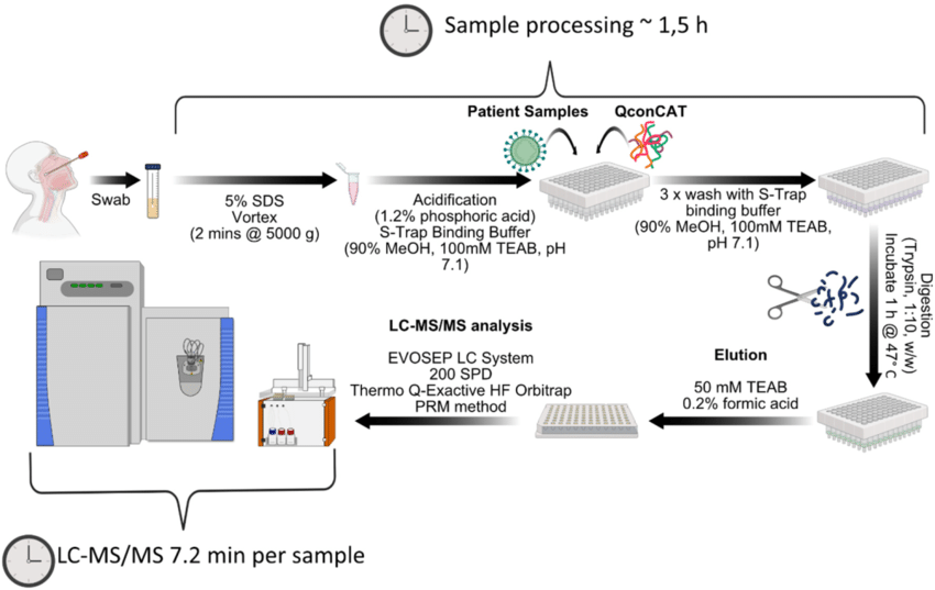 A stepwise workflow for high-throughput sample processing for LC-MS based detection of SARS-CoV-2 peptides. 20% SDS was added to nasopharyngeal swab samples from patients for a final concentration of 5%. Fifty μL of the 3 mL sample were added onto 96-well S-Trap plates as well as the QconCAT protein, where the samples were washed, digested, and eluted in a mass spectrometry compatible buffer. The eluates were directly separated on an EvoSep LC system and analysed on a QExactive HF mass spectrometer. The present method allows efficient digestion of multiple samples with various matrices under 2 h, permitting the LC-MS and data analysis in approximately 15 mins.